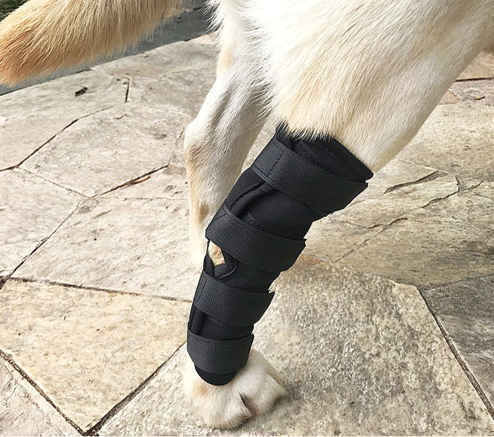 Dog knee support Comfortable hock knee brace for dog leg with factory price Manufacturing Firm Solutions
