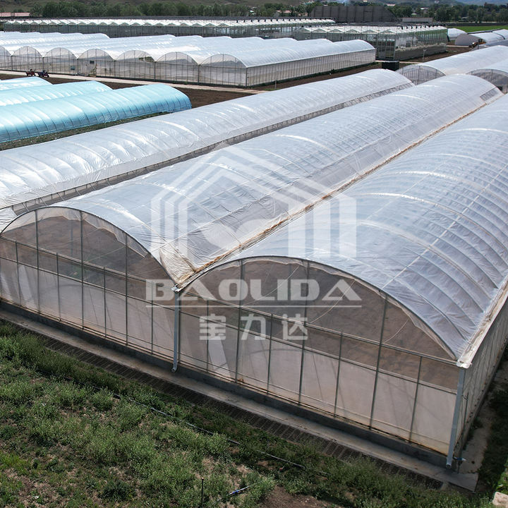 poly tunnel serre agricole green house window large net agricultural multispan greenhouse