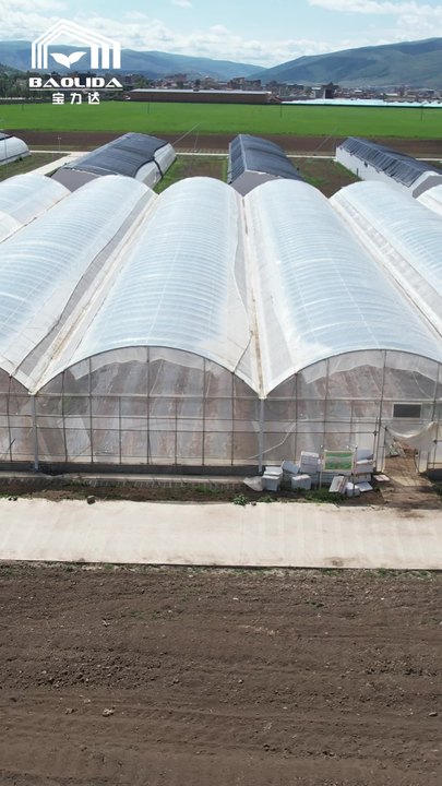 Low cost tunnel green house multi-span tomato greenhouse for fruits  vegetable Product Manufacturing