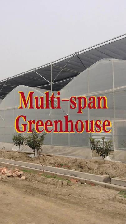 Vertical farming hydroponic system greenhouse structure tomato greenhouse multi-span greenhouses with nursery bed