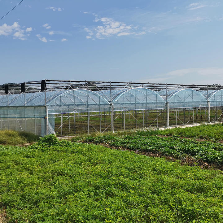 Vertical farming hydroponic system greenhouse structure tomato greenhouse multi-span greenhouses with nursery bed Made in China Factory Manufacturer