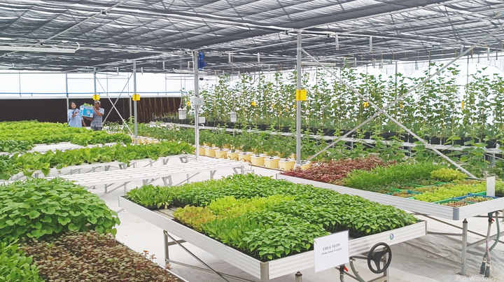 Vegetables growing high tunnel greenhouse covering film polyethylene multi-span greenhouses