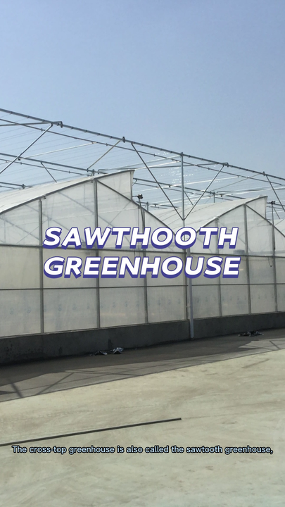 Top ventilation 10m tunnel multi span sawtooth greenhouse for tropical area