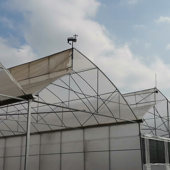 Top ventilation 10m tunnel multi span sawtooth greenhouse for tropical area