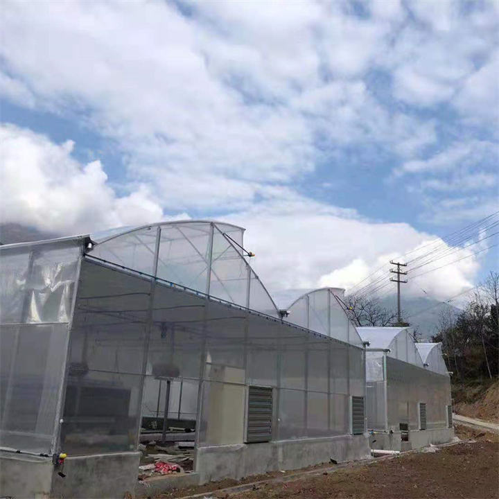 Top ventilation 10m tunnel multi span sawtooth greenhouse for tropical area