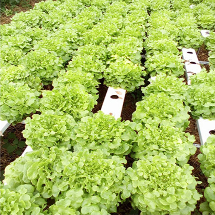 Greenhouse Nft Gully Hydroponic Pvc Channel Hydroponic Growing Systems For Farm Cultivation Hydroponic Nft Channel Export-Oriented Factory Custom Solutions