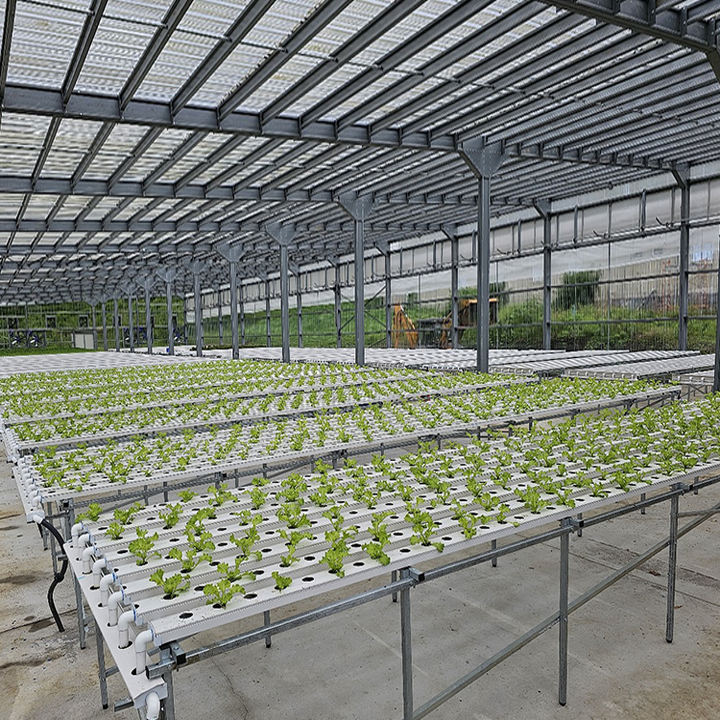 NFT greenhouse hydroponic system required for hydroponic plant cultivation in lettuce farms Industrial Production