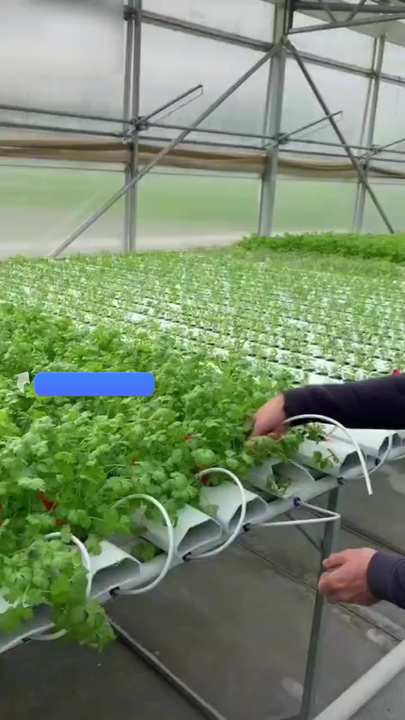 different square planting center soilless nft lettuce hydroponic  set up growing system