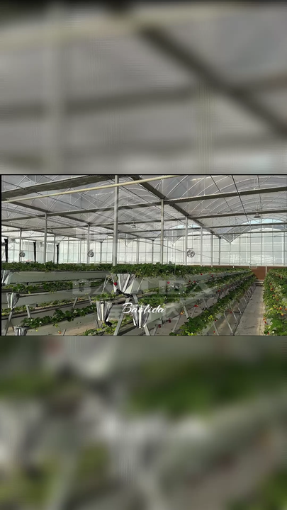 Agriculture Commercial Multi-span Plastic Film Planting Green House Tomato Strawberry Greenhouses