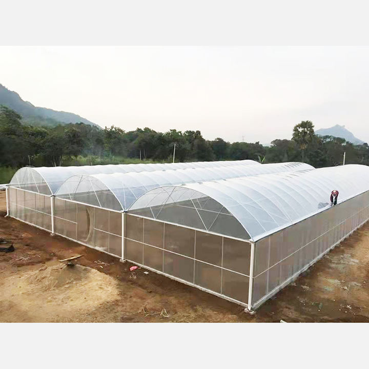 Agriculture Commercial Multi-span Plastic Film Planting Green House Tomato Strawberry Greenhouses