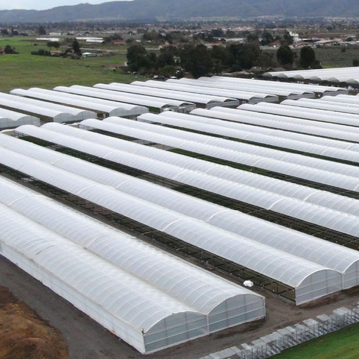 Agriculture Commercial Multi-span Plastic Film Planting Green House Tomato Strawberry Greenhouses