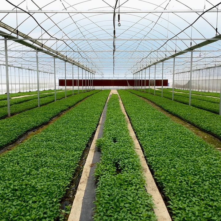 Agriculture hydroponics large green house automatic control multi span high tunnel pe film multi-span greenhouse