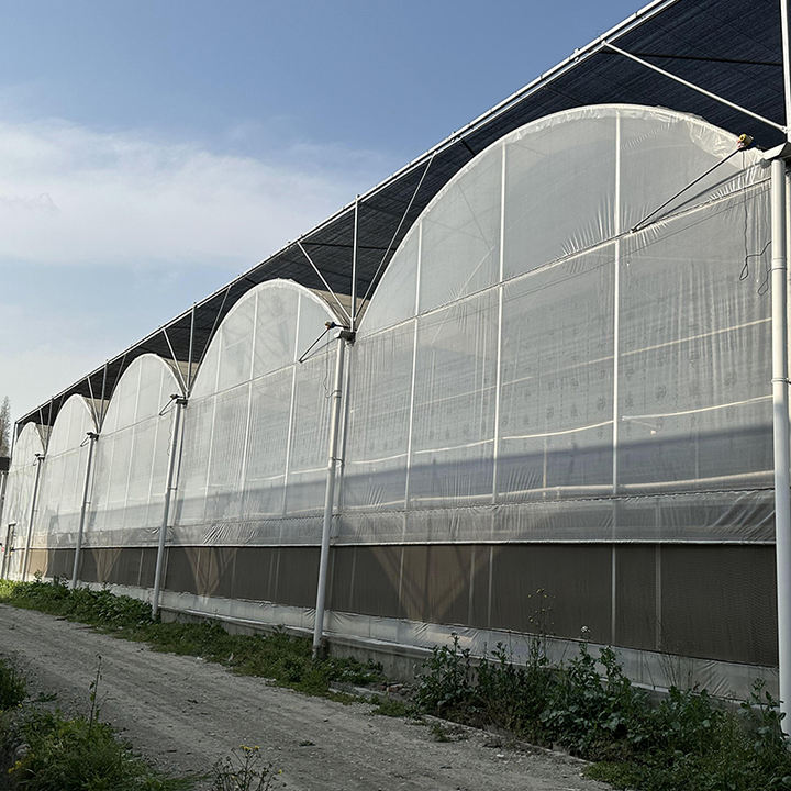 Agriculture multi-span arch plastic film greenhouse top ventilation multi-span film greenhouse for sale Wholesale Bulk Supply Distributor