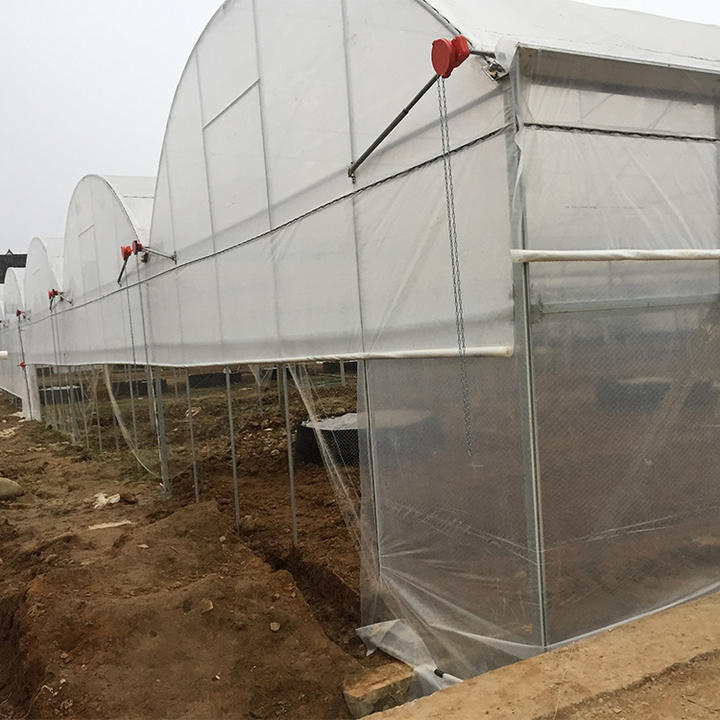 BAOLIDA Agricultural greenhouses ready to ship plastic film covering multispan greenhouse project for strawberry planting Manufacturing and Export