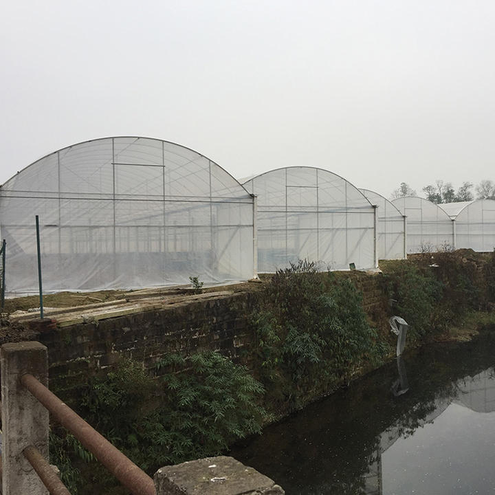 BAOLIDA Agricultural greenhouses ready to ship plastic film covering multispan greenhouse project for strawberry planting Manufacturing and Export