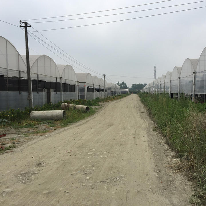 BAOLIDA Agricultural greenhouses ready to ship plastic film covering multispan greenhouse project for strawberry planting Manufacturing and Export