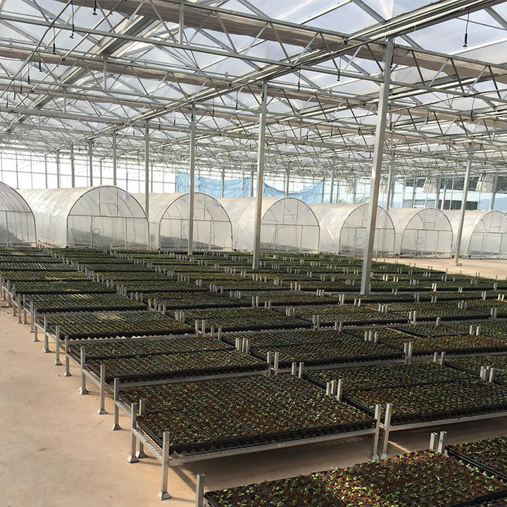 BAOLIDA Agricultural greenhouses ready to ship plastic film covering multispan greenhouse project for strawberry planting Manufacturing and Export