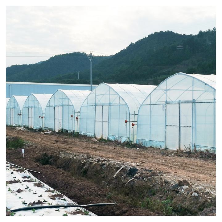 BAOLIDA Strawberry growing hydroponics system vertical greenhouses irrigation system tunnel greenhouses