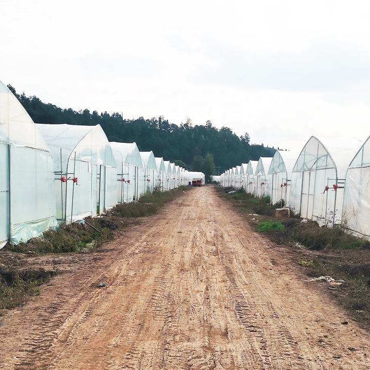 BAOLIDA Strawberry growing hydroponics system vertical greenhouses irrigation system tunnel greenhouses