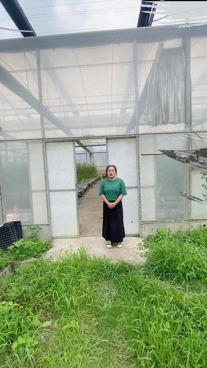 Baolida Multispan Cooling System Gutter Connected Poly Tunnel Greenhouses Supplier Green House For Vegetables