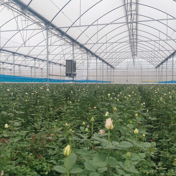 Baolida Multispan Cooling System Gutter Connected Poly Tunnel Greenhouses Supplier Green House For Vegetables