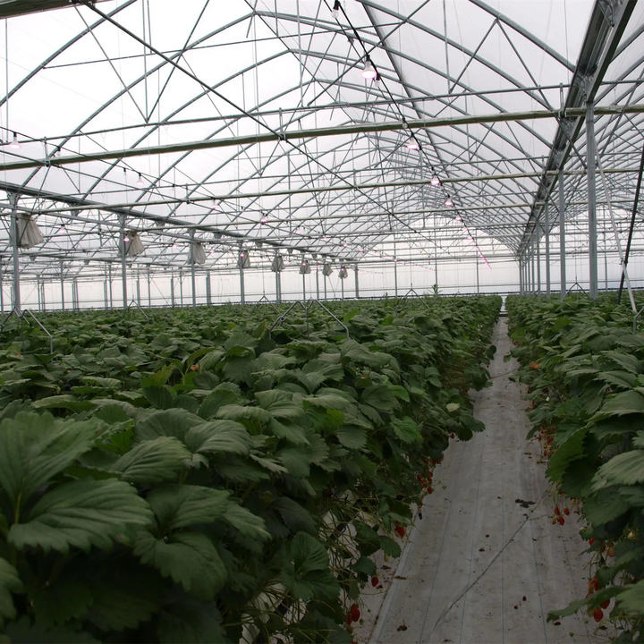 Baolida Multispan Cooling System Gutter Connected Poly Tunnel Greenhouses Supplier Green House For Vegetables