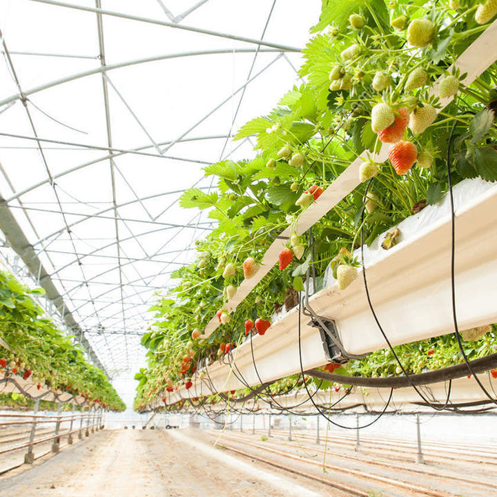 Baolida Multispan Cooling System Gutter Connected Poly Tunnel Greenhouses Supplier Green House For Vegetables