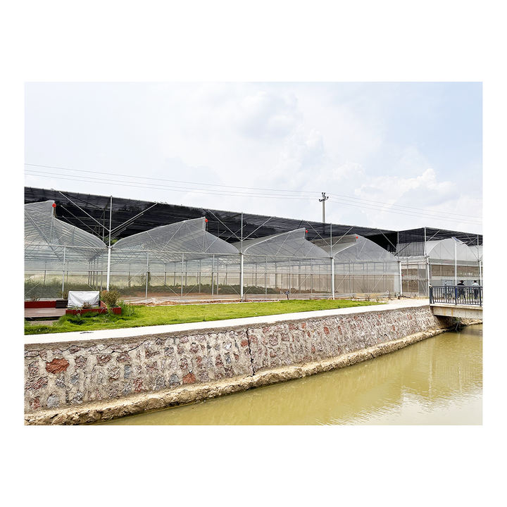 Baolida Tropical area cooling ventilation control system sawtooth roof multispan poly greenhouse Factory Direct Sales