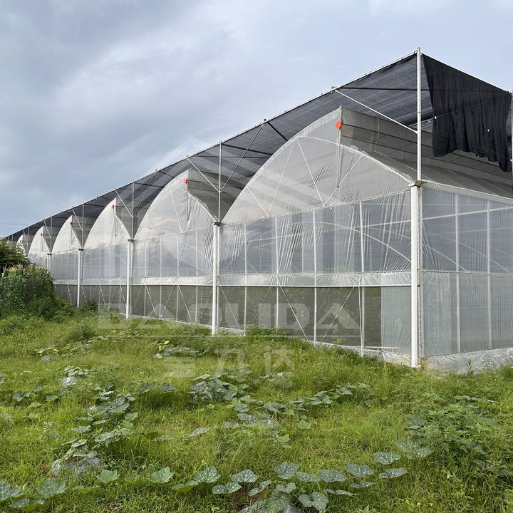 Baolida Tropical area cooling ventilation control system sawtooth roof multispan poly greenhouse Factory Direct Sales