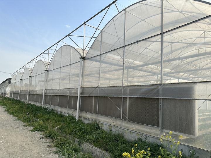 Baolida Wind resistant UV net house greenhouse environmental controller multi-span greenhouses