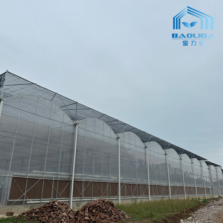 Baolida agriculture hothouse tomato greenhouse frame plastic film multi-span greenhouse for sale