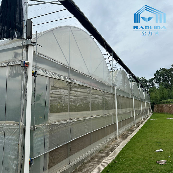 Baolida agriculture hothouse tomato greenhouse frame plastic film multi-span greenhouse for sale