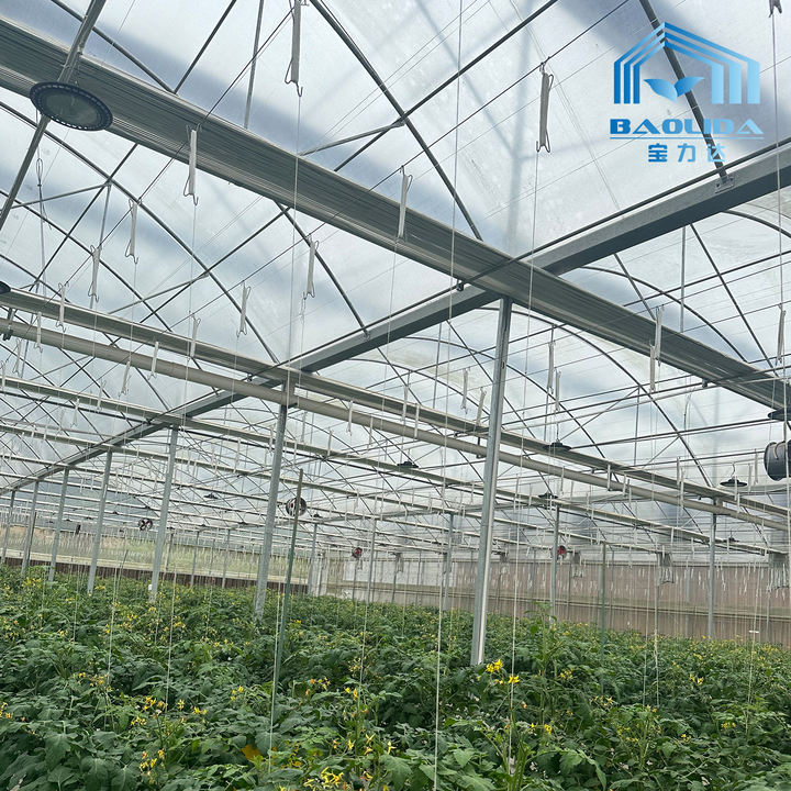 Baolida agriculture hothouse tomato greenhouse frame plastic film multi-span greenhouse for sale