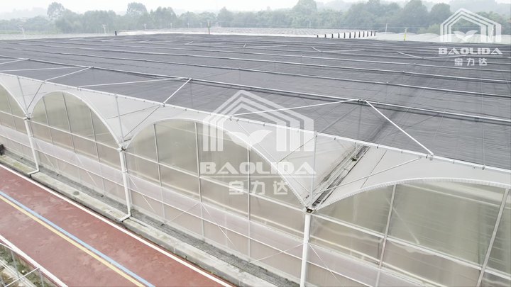 Cheap growing system large multi span plastic film agriculture greenhouse for cultivation