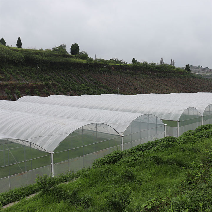 Cheap growing system large multi span plastic film agriculture greenhouse for cultivation