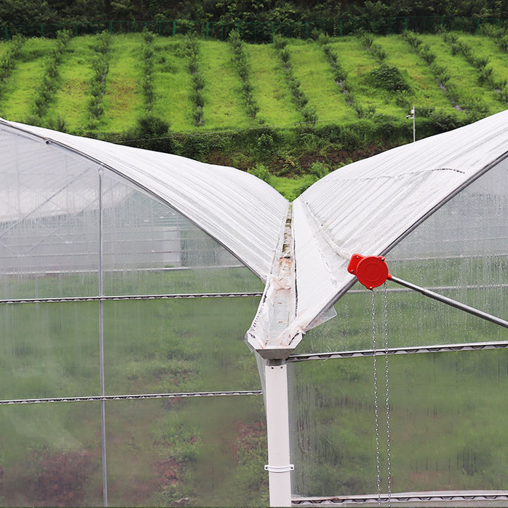 Cheap growing system large multi span plastic film agriculture greenhouse for cultivation