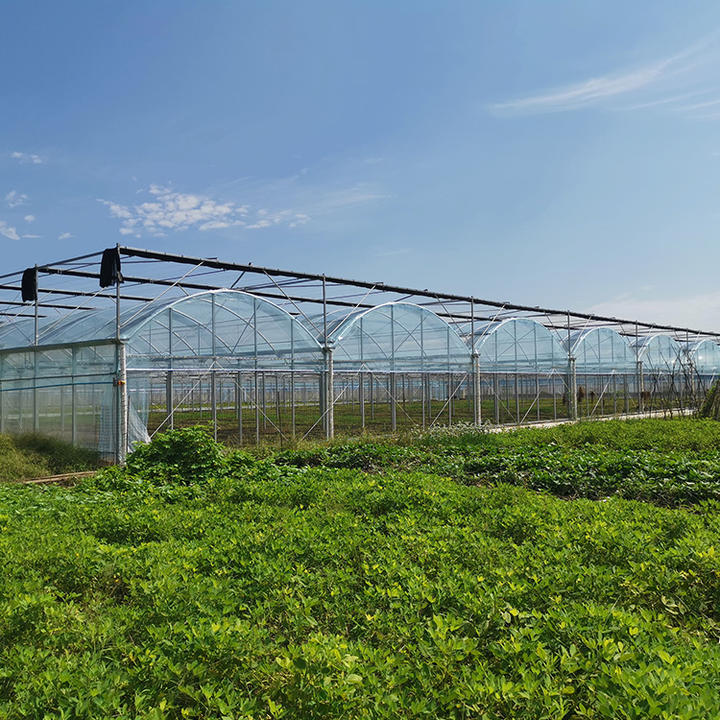 China agricultural manufacturers grow greenhouse polyethylene plastic film covering multi-span greenhouses