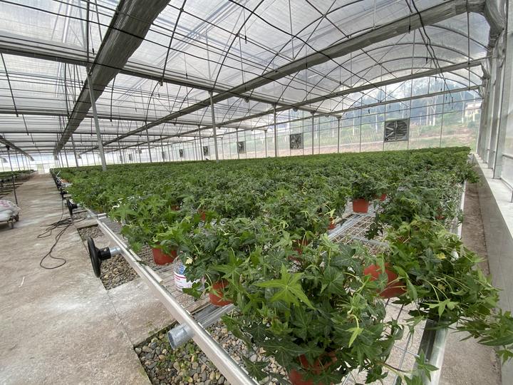 China agricultural manufacturers grow greenhouse polyethylene plastic film covering multi-span greenhouses