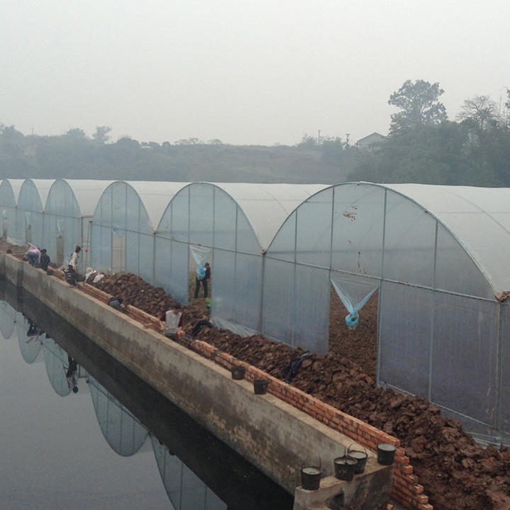 Commercial plastic film temperature control greenhouse tunnel white multispan greenhouse for vegetables Export Manufacturing Efficiency