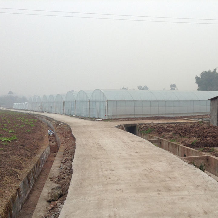 Commercial plastic film temperature control greenhouse tunnel white multispan greenhouse for vegetables Export Manufacturing Efficiency