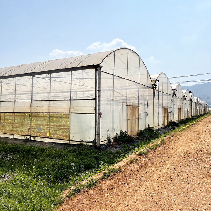 Complete shading system wind resistant sunlight multispan greenhouse with complete systems