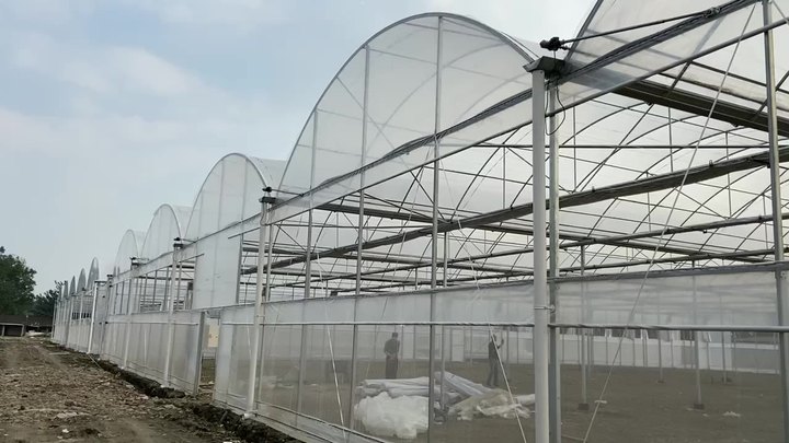 Easy Installed Commercial Hydroponic farming system greenhouse hydroponics Plastic Film Multispan Greenhouse