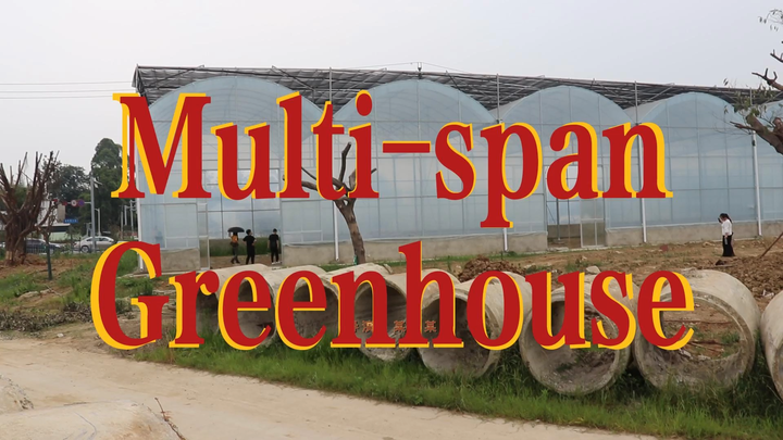 Galvanized Steel Pipe Multi-span Arch Tunnel Plastic Film Agricultural Greenhouse For Vegetable Plant