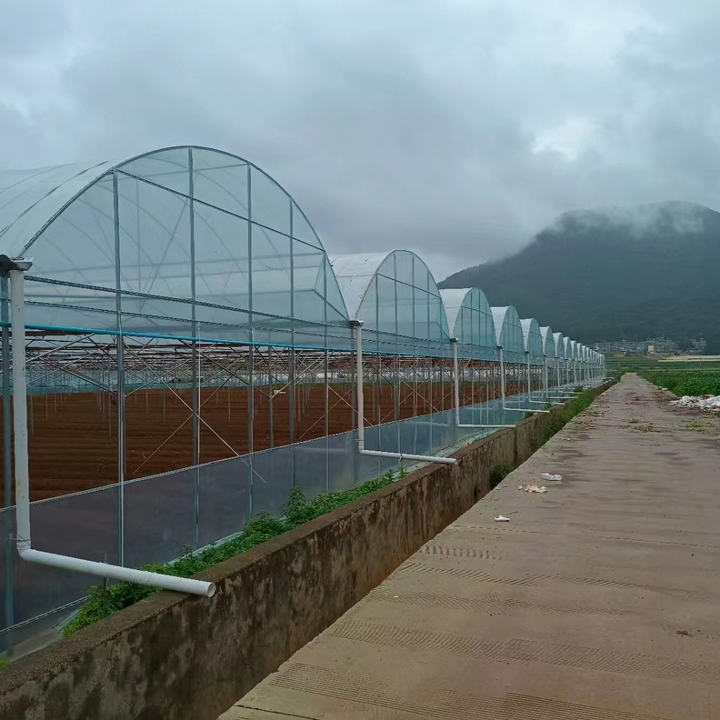 Galvanized Steel Pipe Multi-span Arch Tunnel Plastic Film Agricultural Greenhouse For Vegetable Plant