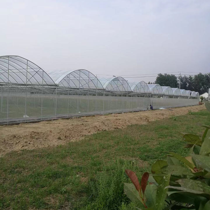 Galvanized Steel Pipe Multi-span Arch Tunnel Plastic Film Agricultural Greenhouse For Vegetable Plant