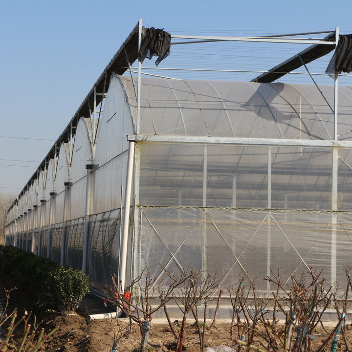 Galvanized Steel Pipe Multi-span Arch Tunnel Plastic Film Agricultural Greenhouse For Vegetable Plant