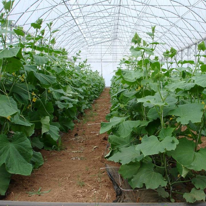 Gewachshaus Manufacturers Agricultural serre Green House Intelligent Film Serre Invernadero Multi-span Greenhouse