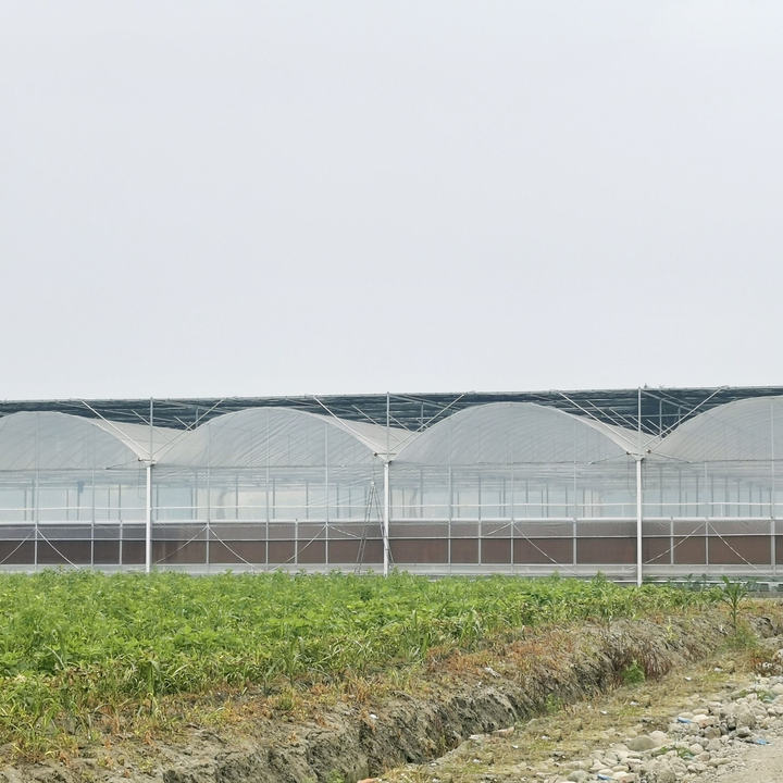 Greenhouse plastic protected cheap multispan green house structure multi span film greenhouses for agriculture Production Wholesale Operations