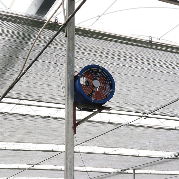 Greenhouse plastic protected cheap multispan green house structure multi span film greenhouses for agriculture Production Wholesale Operations