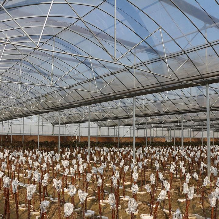 Hot Dip Galvanized Steel Automatic System Control Multi-span Greenhouses With Shading System Manufacturer and Supplier Solutions